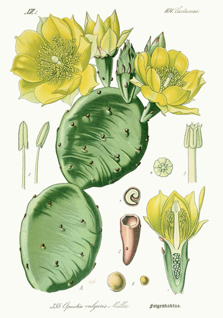 Ilustración botánica de Opuntia ficus-indica