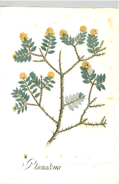 Ilustración botánica de Turnera diffusa