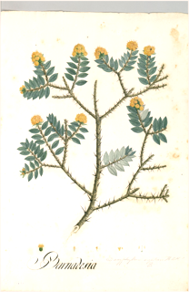 Ilustración botánica de Damiana