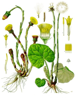 Ilustración botánica de Tussilago