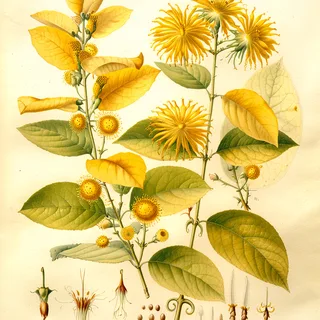 Ilustración botánica de Uña de gato