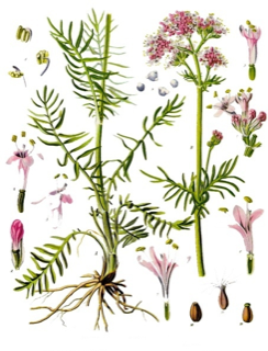 Ilustración botánica de Valeriana