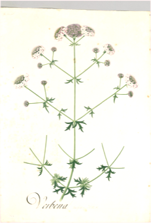 Ilustración botánica de Valeriana silvestre