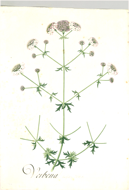 Ilustración botánica de Valeriana paniculata
