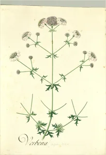 Ilustración botánica de Valeriana paniculata