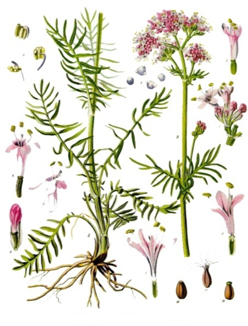 Ilustración botánica de Valeriana pilosa