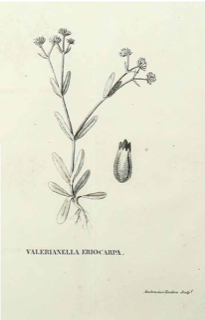Ilustración botánica de Valerianella