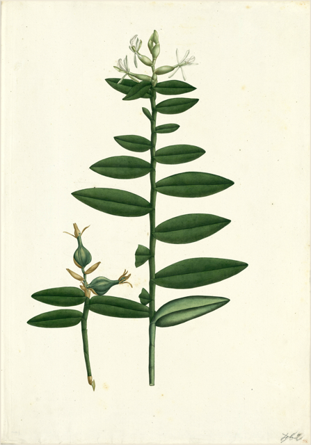 Ilustración botánica de Vanilla planifolia