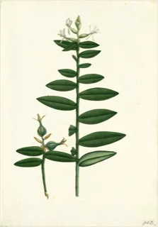 Ilustración botánica de Vainilla