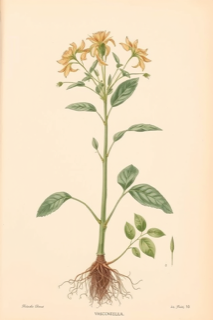 Papayuela