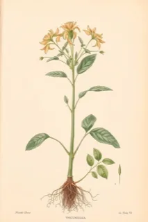 Ilustración botánica de Papayuela
