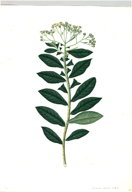 Ilustración botánica de Verbena hispida