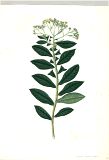 Ilustración botánica de Verbena áspera