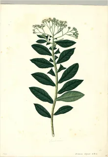 Ilustración botánica de Verbena hispida