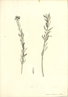 Ilustración botánica de Verbena