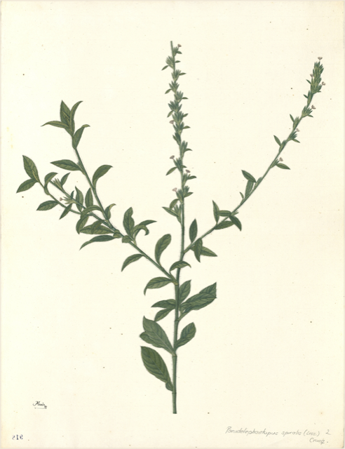 Ilustración botánica de Verbena officinalis
