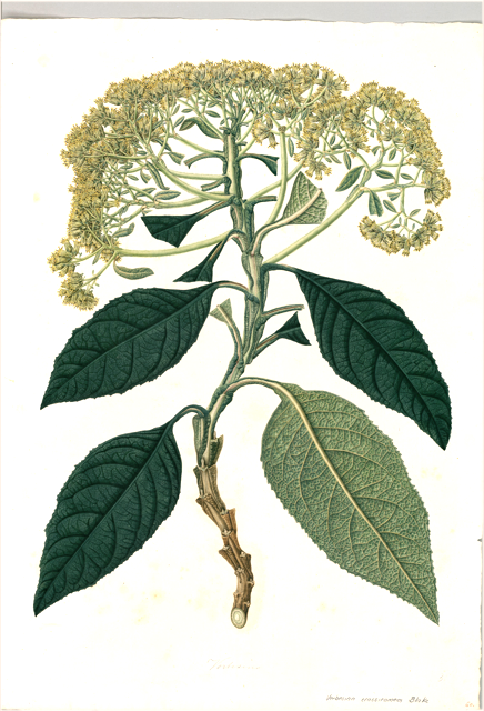 Ilustración botánica de Verbesina crocata