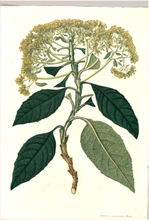 Ilustración botánica de Capitaneja