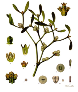 Ilustración botánica de Viscum