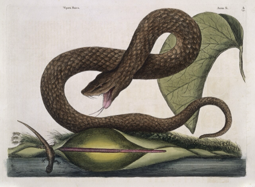 Ilustración botánica de Xanthosoma sagittifolium
