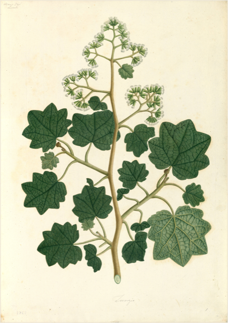 Ilustración botánica de Zea mays