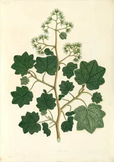 Ilustración botánica de Maíz (pelos)